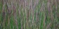 native grass