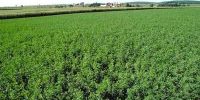 silage_zone_alfalfa_grow